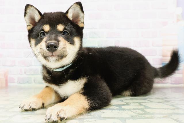 北海道の柴犬(標準サイズ) (Coo&RIKU函館店/2026年8月27日生まれ/男の子/黒)の子犬の2枚目の画像