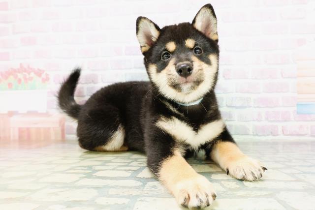 北海道の柴犬(標準サイズ) (Coo&RIKU函館店/2026年8月27日生まれ/男の子/黒)の子犬の3枚目の画像