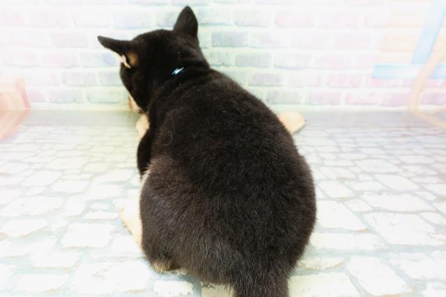 北海道の柴犬(標準サイズ) (Coo&RIKU函館店/2026年8月27日生まれ/男の子/黒)の子犬の4枚目の画像