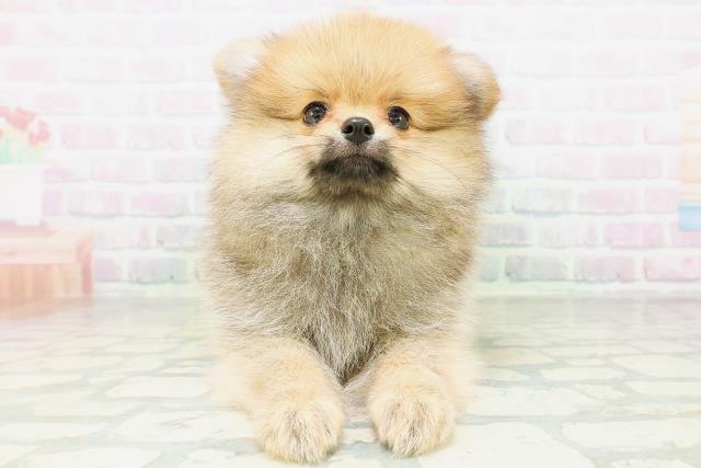 ポメラニアン