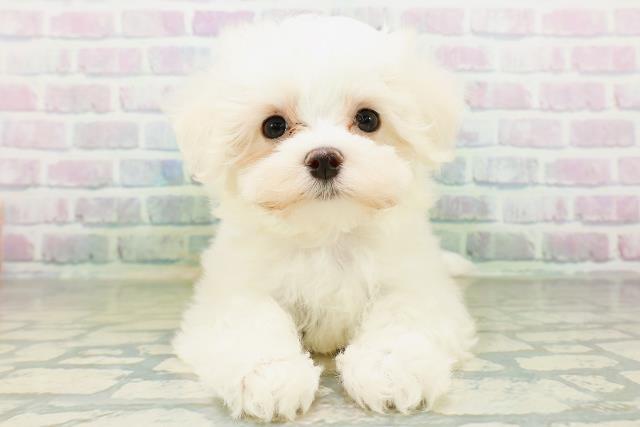北海道のマルチーズ (Coo&RIKU札幌西店/2026年8月26日生まれ/女の子/ホワイト)の子犬の1枚目の画像