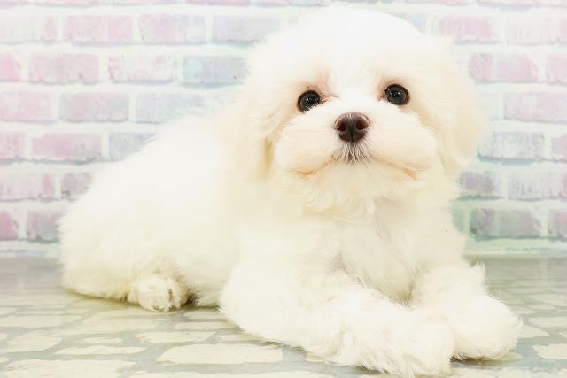 北海道のマルチーズ (Coo&RIKU札幌西店/2026年8月26日生まれ/女の子/ホワイト)の子犬の3枚目の画像