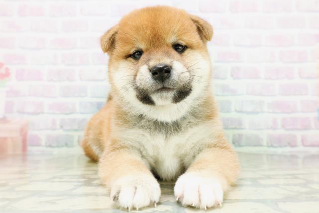 神奈川県の柴犬(標準サイズ) (Coo&RIKU平塚店/2026年8月31日生まれ/男の子/赤)の子犬の1枚目の画像