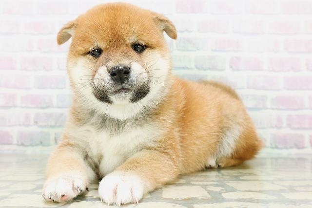 神奈川県の柴犬(標準サイズ) (Coo&RIKU平塚店/2026年8月31日生まれ/男の子/赤)の子犬の2枚目の画像