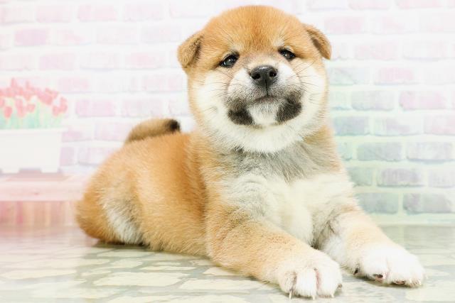 神奈川県の柴犬(標準サイズ) (Coo&RIKU平塚店/2026年8月31日生まれ/男の子/赤)の子犬の3枚目の画像