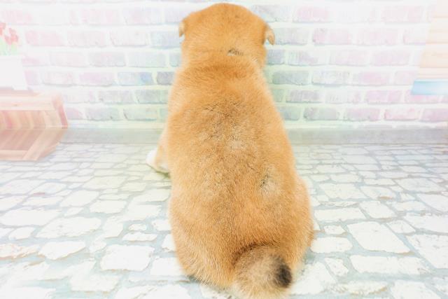 神奈川県の柴犬(標準サイズ) (Coo&RIKU平塚店/2026年8月31日生まれ/男の子/赤)の子犬の4枚目の画像