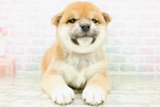 柴犬