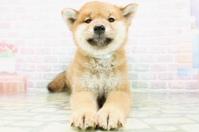 柴犬