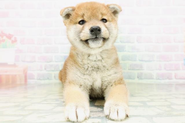 柴犬