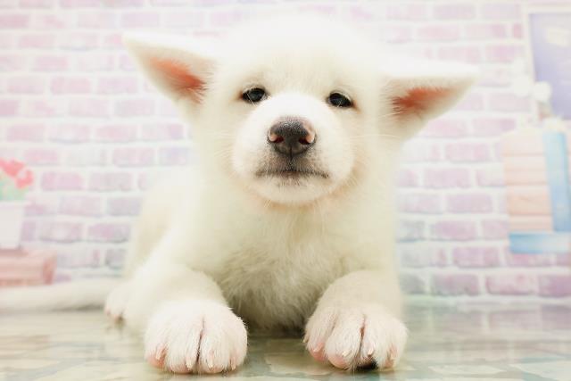 秋田犬