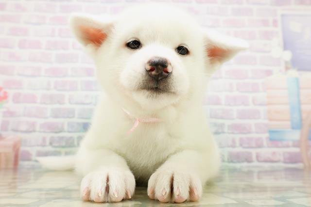 秋田犬