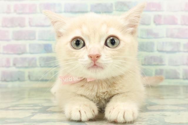 東京都のミヌエット (Coo&RIKU三軒茶屋店/2026年8月30日生まれ/女の子/クリームタビー)の子猫の1枚目の画像