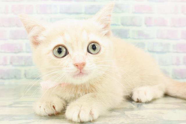 東京都のミヌエット (Coo&RIKU三軒茶屋店/2026年8月30日生まれ/女の子/クリームタビー)の子猫の2枚目の画像