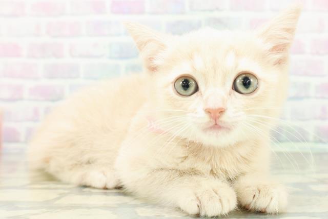 東京都のミヌエット (Coo&RIKU三軒茶屋店/2026年8月30日生まれ/女の子/クリームタビー)の子猫の3枚目の画像