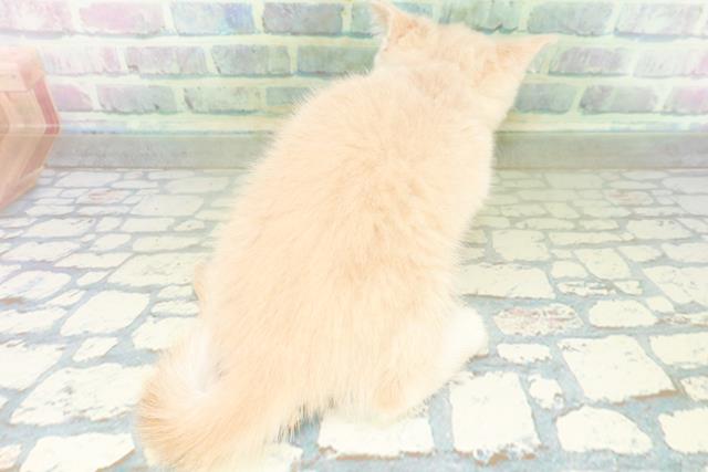 東京都のミヌエット (Coo&RIKU三軒茶屋店/2026年8月30日生まれ/女の子/クリームタビー)の子猫の4枚目の画像