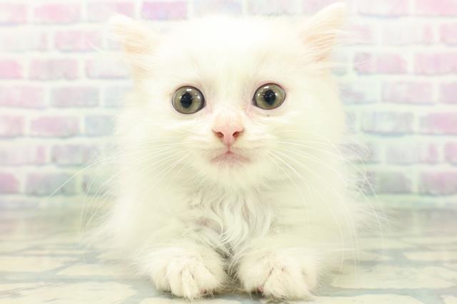 山形県のミヌエット (Coo&RIKU山形店/2026年8月4日生まれ/男の子/クリームタビーホワイト)の子猫の1枚目の画像