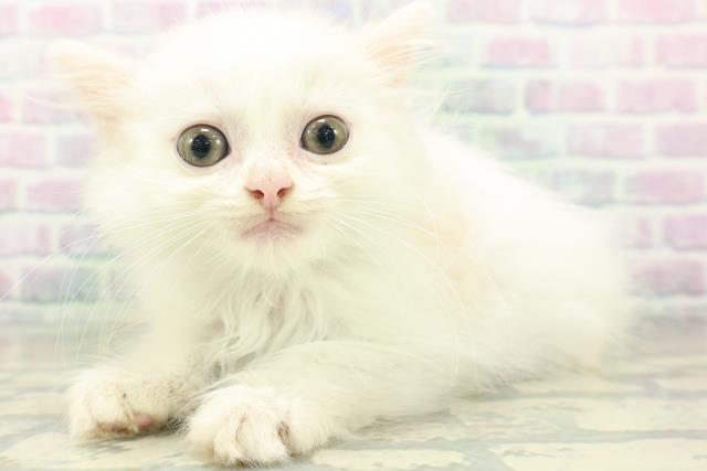 山形県のミヌエット (Coo&RIKU山形店/2026年8月4日生まれ/男の子/クリームタビーホワイト)の子猫の2枚目の画像