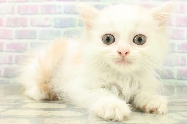 山形県のミヌエット (Coo&RIKU山形店/2026年8月4日生まれ/男の子/クリームタビーホワイト)の子猫の3枚目の画像