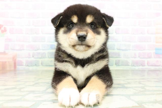 柴犬