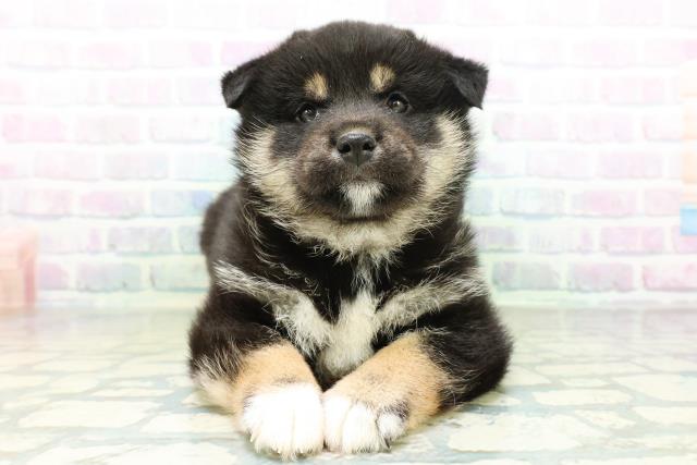 柴犬