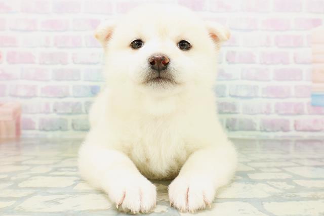 柴犬