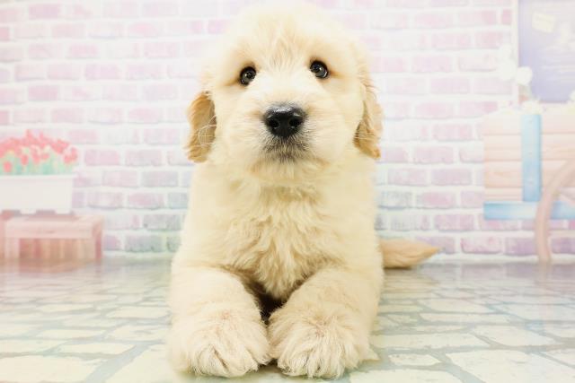 MIX(ハーフ)