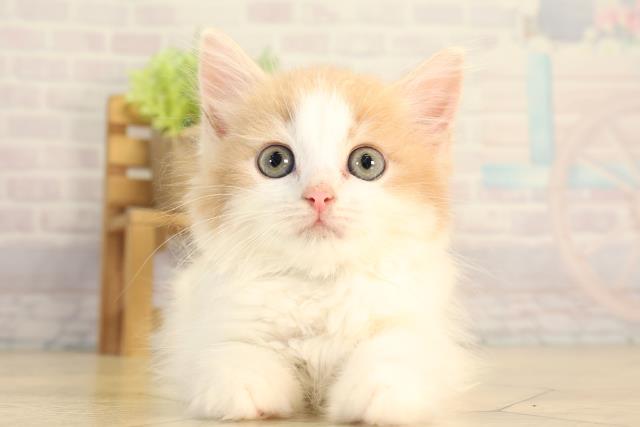 岐阜県のラガマフィン (Coo&RIKU各務原店/2026年8月22日生まれ/男の子/クリームタビーホワイト)の子猫の1枚目の画像