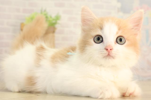 岐阜県のラガマフィン (Coo&RIKU各務原店/2026年8月22日生まれ/男の子/クリームタビーホワイト)の子猫の2枚目の画像