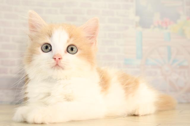 岐阜県のラガマフィン (Coo&RIKU各務原店/2026年8月22日生まれ/男の子/クリームタビーホワイト)の子猫の3枚目の画像