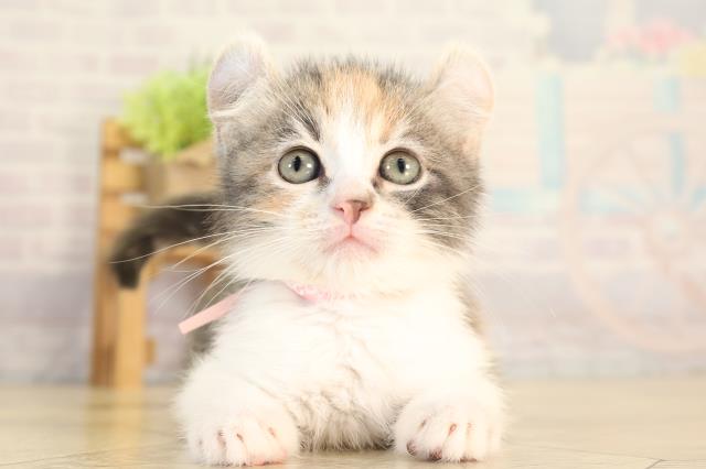 三重県のキンカロー (Coo&RIKU津高茶屋店/2026年8月31日生まれ/女の子/ダイリュートキャリコ)の子猫の1枚目の画像