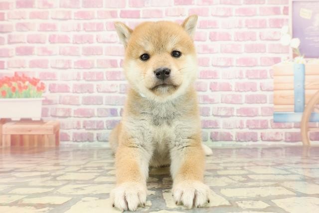 柴犬