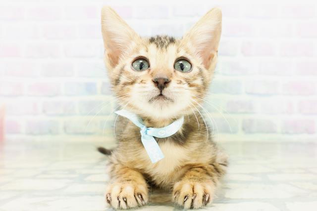 千葉県のベンガル (Coo&RIKU流山店/2026年8月14日生まれ/男の子/ブラウンスポットタビー)の子猫の1枚目の画像