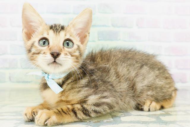 千葉県のベンガル (Coo&RIKU流山店/2026年8月14日生まれ/男の子/ブラウンスポットタビー)の子猫の2枚目の画像