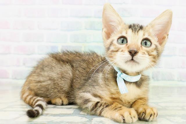 千葉県のベンガル (Coo&RIKU流山店/2026年8月14日生まれ/男の子/ブラウンスポットタビー)の子猫の3枚目の画像