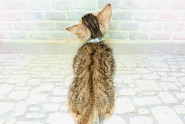 千葉県のベンガル (Coo&RIKU流山店/2026年8月14日生まれ/男の子/ブラウンスポットタビー)の子猫の4枚目の画像