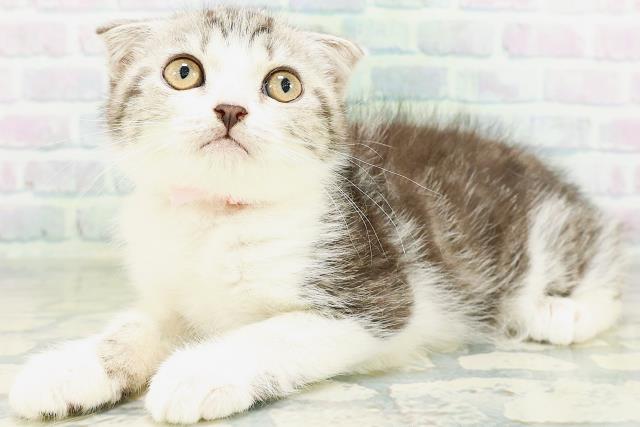 千葉県のスコティッシュフォールド (Coo&RIKUアクロスモール新鎌ケ谷店/2026年7月30日生まれ/女の子/シルバータビーホワイト)の子猫の2枚目の画像