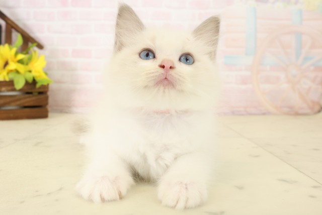 宮崎県のラグドール (Coo&RIKU宮崎店/2026年8月31日生まれ/女の子/ブルーポイントバイカラー)の子猫の1枚目の画像