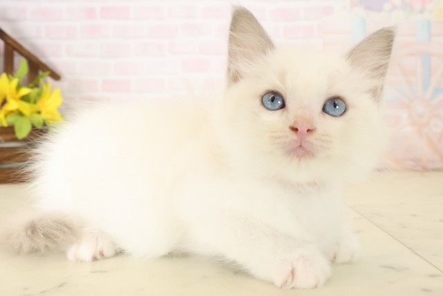 宮崎県のラグドール (Coo&RIKU宮崎店/2026年8月31日生まれ/女の子/ブルーポイントバイカラー)の子猫の2枚目の画像