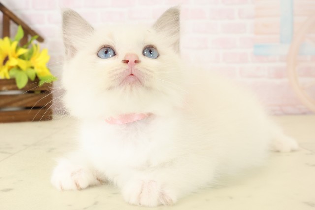 宮崎県のラグドール (Coo&RIKU宮崎店/2026年8月31日生まれ/女の子/ブルーポイントバイカラー)の子猫の3枚目の画像