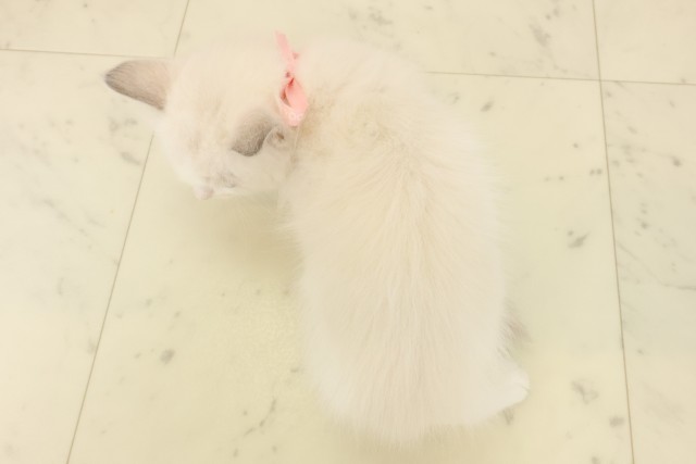 宮崎県のラグドール (Coo&RIKU宮崎店/2026年8月31日生まれ/女の子/ブルーポイントバイカラー)の子猫の4枚目の画像