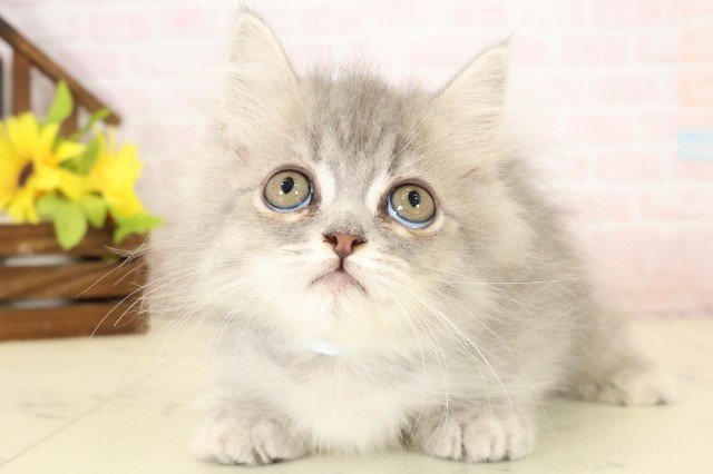 宮崎県のミヌエット (Coo&RIKU宮崎店/2026年8月18日生まれ/男の子/ブルータビー)の子猫の1枚目の画像