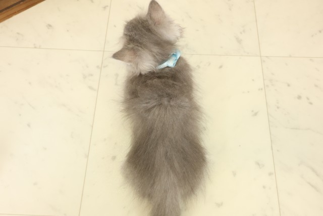宮崎県のミヌエット (Coo&RIKU宮崎店/2026年8月18日生まれ/男の子/ブルータビー)の子猫の4枚目の画像