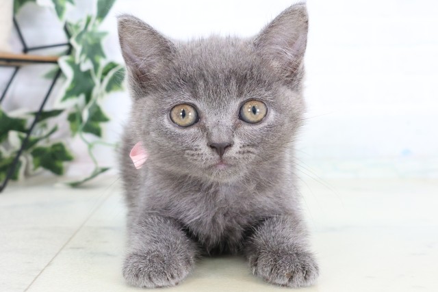 宮崎県のブリティッシュショートヘアー (Coo&RIKU宮崎店/2026年8月26日生まれ/女の子/ブルー)の子猫の1枚目の画像