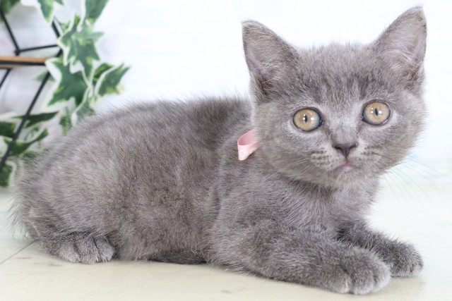 宮崎県のブリティッシュショートヘアー (Coo&RIKU宮崎店/2026年8月26日生まれ/女の子/ブルー)の子猫の2枚目の画像