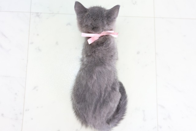 宮崎県のブリティッシュショートヘアー (Coo&RIKU宮崎店/2026年8月26日生まれ/女の子/ブルー)の子猫の4枚目の画像