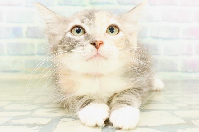 ノルウェージャン・フォレストキャット