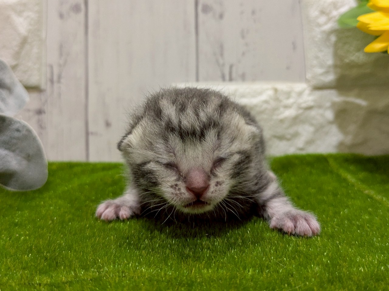 赤ちゃん写真1-1