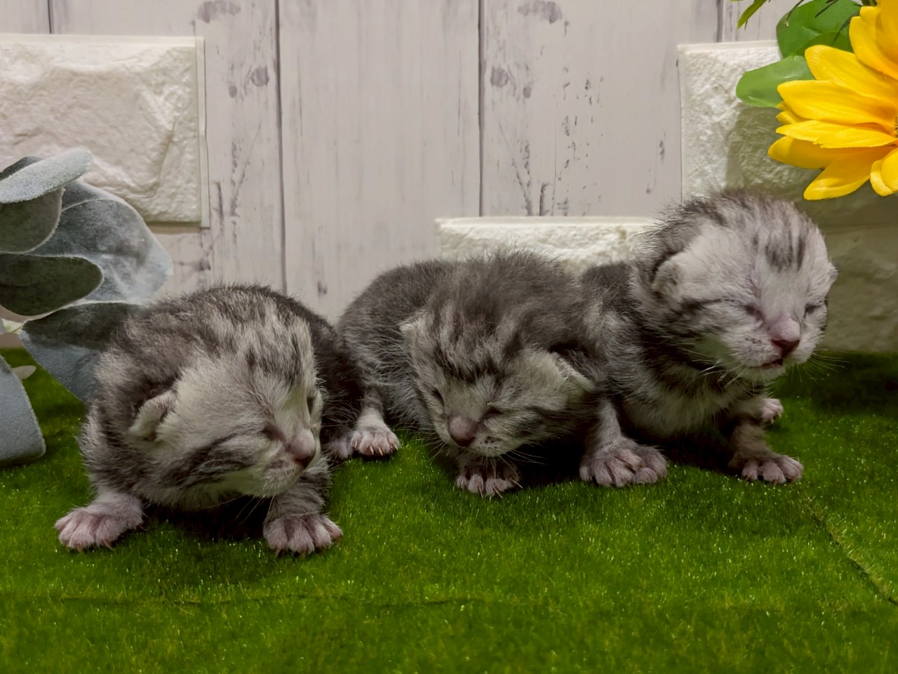 赤ちゃん写真1-3