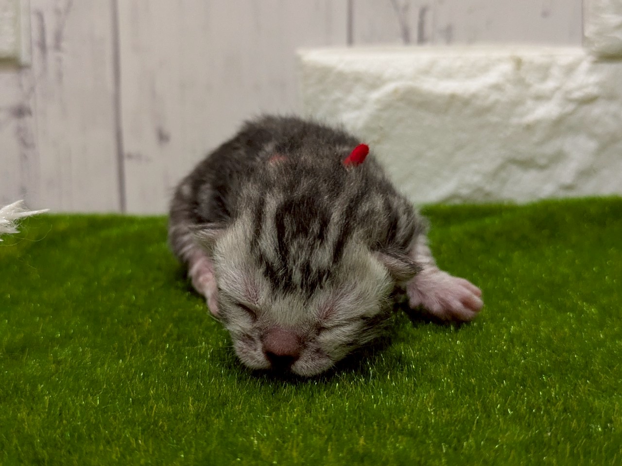 赤ちゃん写真1-1