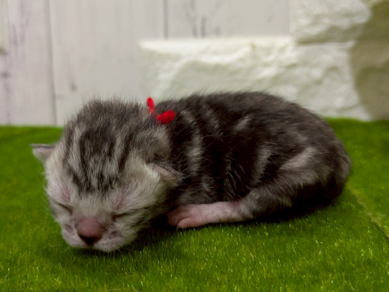 赤ちゃん写真1-2